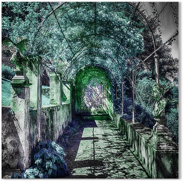 obraz z roslinnością