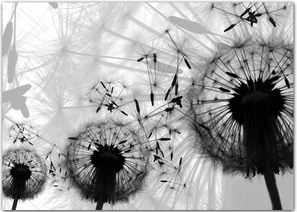 plakaty z roślinami