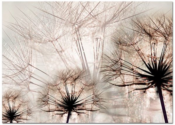 plakaty z roślinami