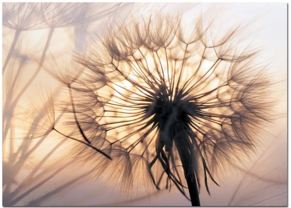 plakaty z roślinami