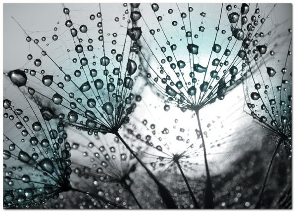 plakaty z roślinami