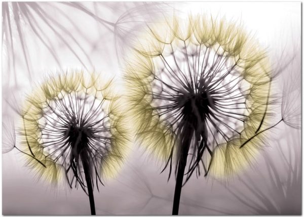 plakaty z roślinami