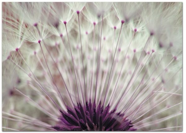 plakaty z dmuchawcami