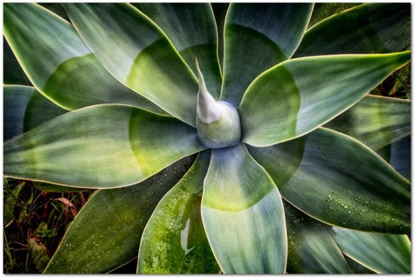 obrazy z sukulentami