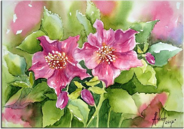 obraz z akwarelą kwiaty ciemiernika