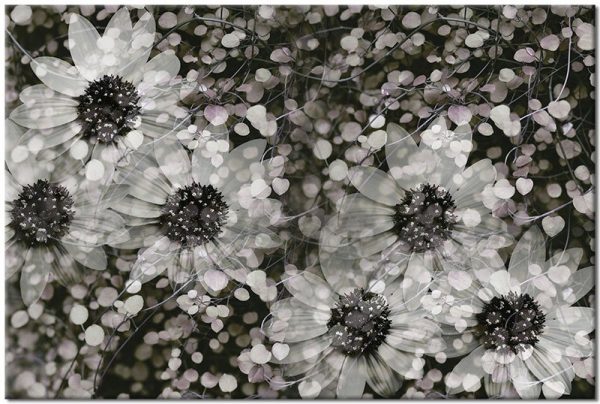 obrazy ze stokrotkami