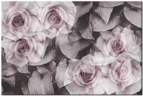 obrazy z różami