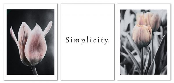 plakaty z tulipanami