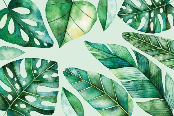 fototapety botaniczne