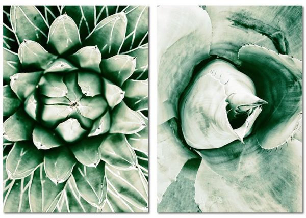 botaniczne obrazy