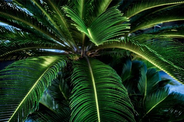 tapeta z zielonymi limit