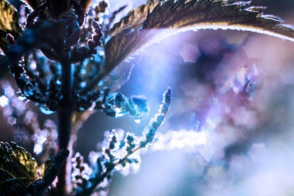 macro pokrzywa na tapecie