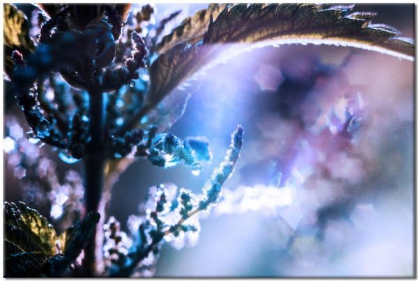 obraz z ciemną pokrzywą