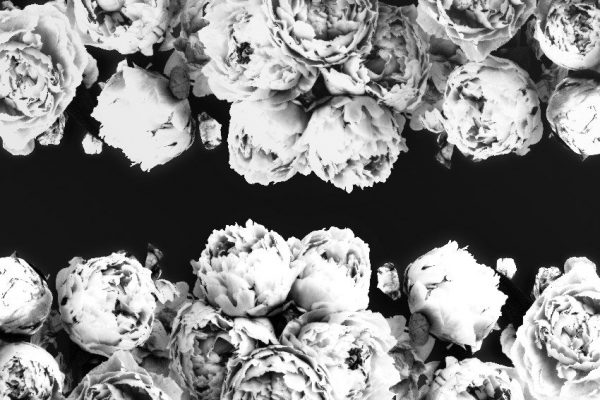 czarne tło i białe kwiaty