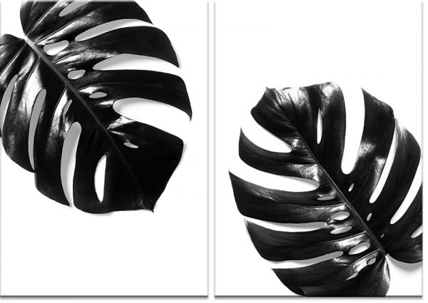 czarna monstera na plakacie