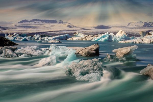 islandzki krajobraz z krami