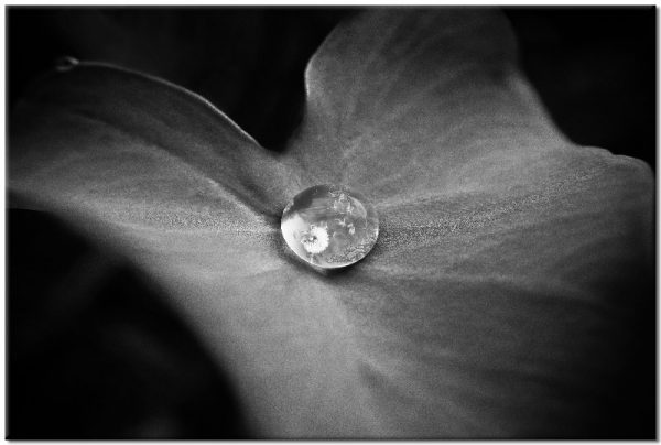 liść czarno-biały jako obraz