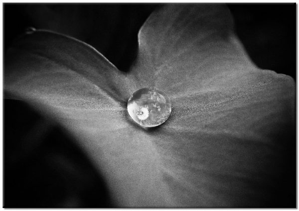 liść z kroplą wody i dmuchawcem w środku