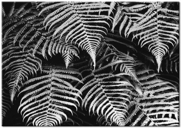 czarno-biały plakat z rośliną