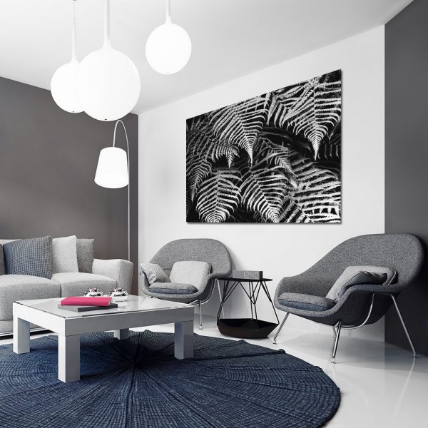 biało-czarna paproć