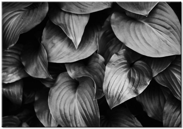 liście na czarnym plakacie