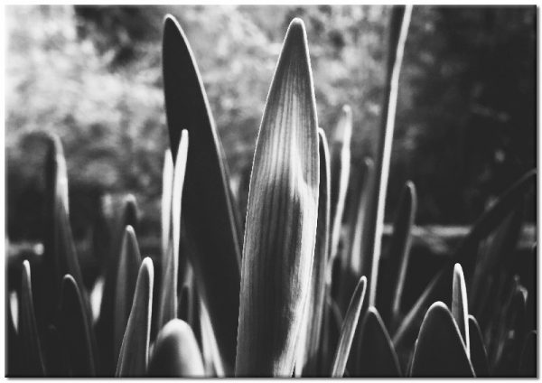 fotografia liści jako plakat