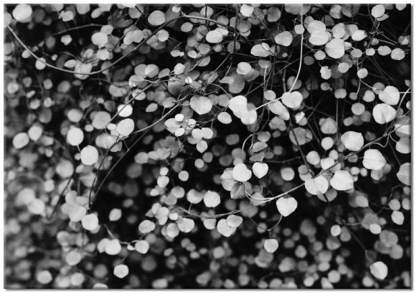 plakat z motywem liści na gałęzi