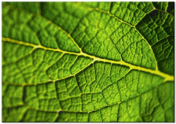 zielony listek makro na plakacie