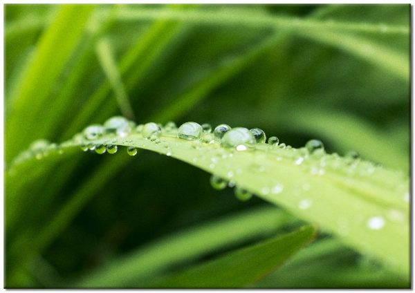 trawa z wodą jako plakat