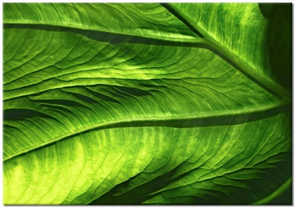 motyw liścia na plakacie