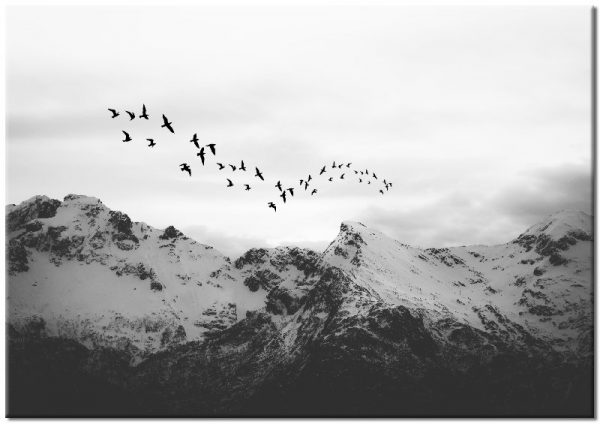 góra z ptakami na plakacie