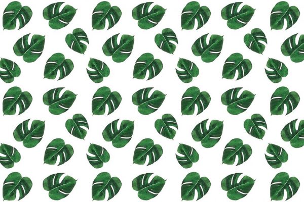 Fototapeta ze wzorem liści