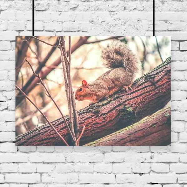 Plakat motyw wiewiórki