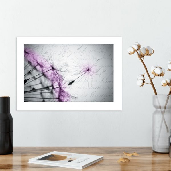 Plakat fioletowy dmuchawiec