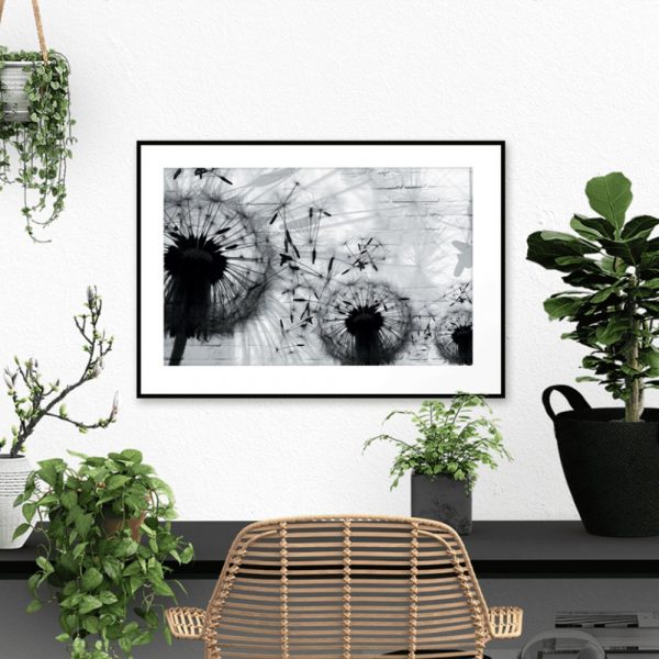 Plakat czarno-białe dmuchawce