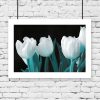 plakat z białymi tulipanami