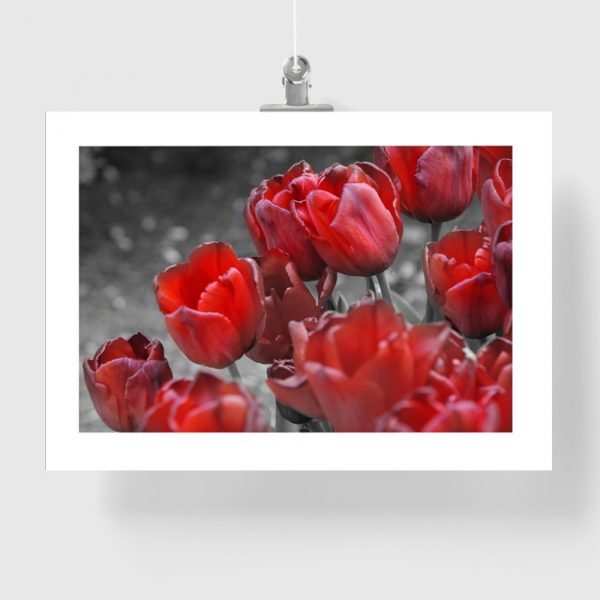 plakat czerwone tulipany na ścianę