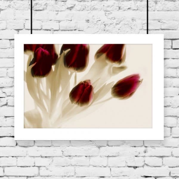 plakat z tulipanami