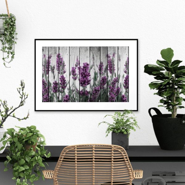 plakat fioletowa lawenda na ścianę