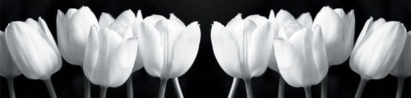 tapeta kuchenna czarno-białe tulipany