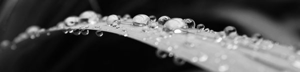 fototapeta kuchenna liść z kroplami wody