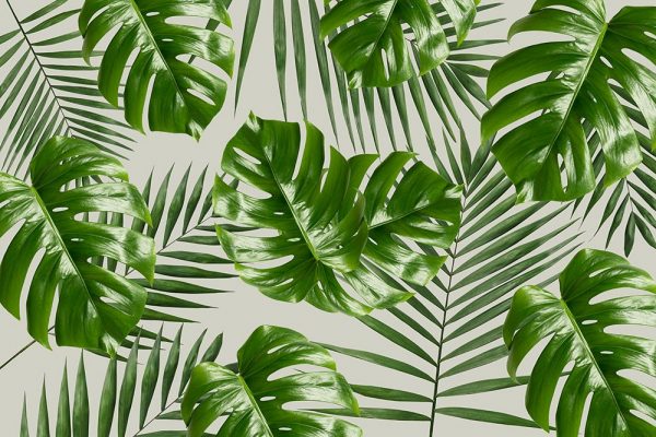 tapeta z motywem tropikalnym