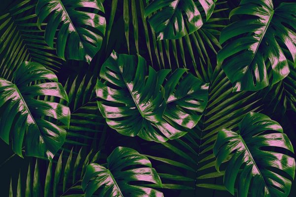 tapeta palmy i monstery