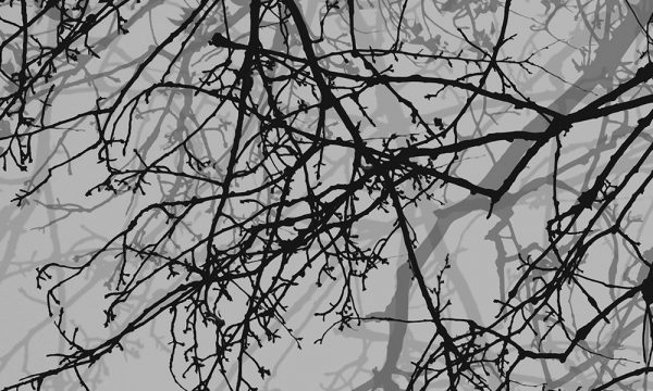 okleina piaskowane szkło drzewa