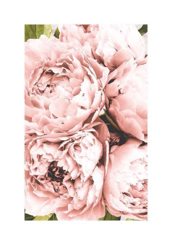 plakat dekoracyjny z piowniami