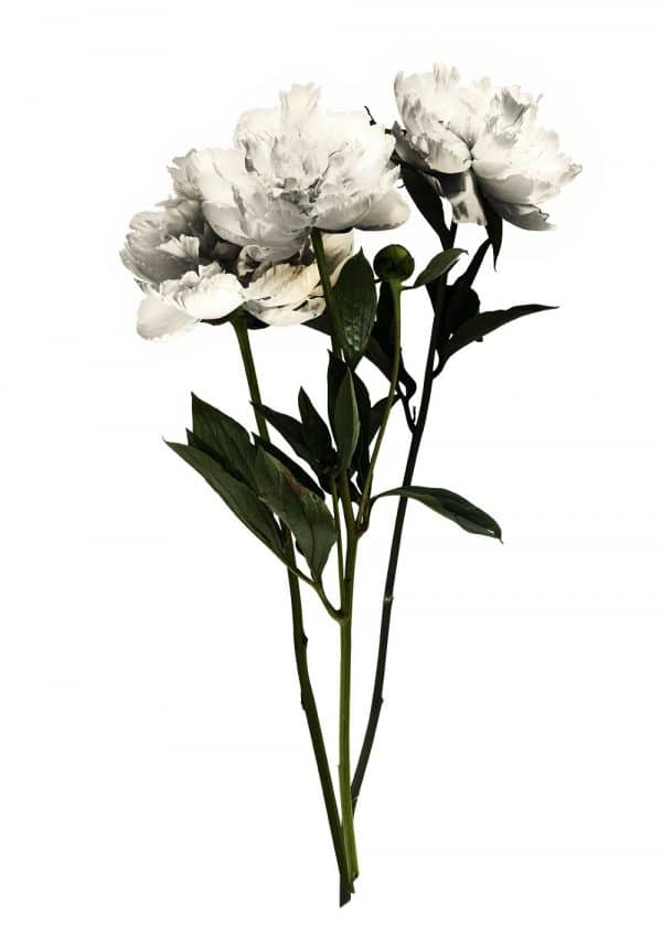 biały plakat i kwiaty