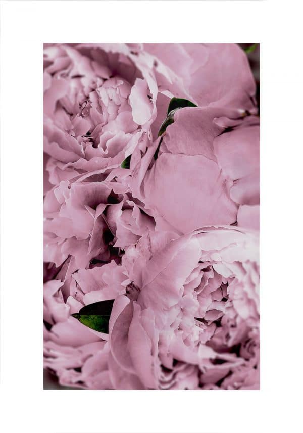 Plakat z różowymi kwiatami