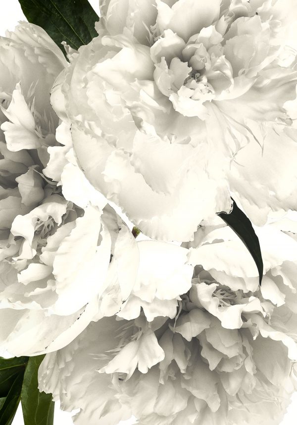 Biała dekoracja botaniczna na plakacie