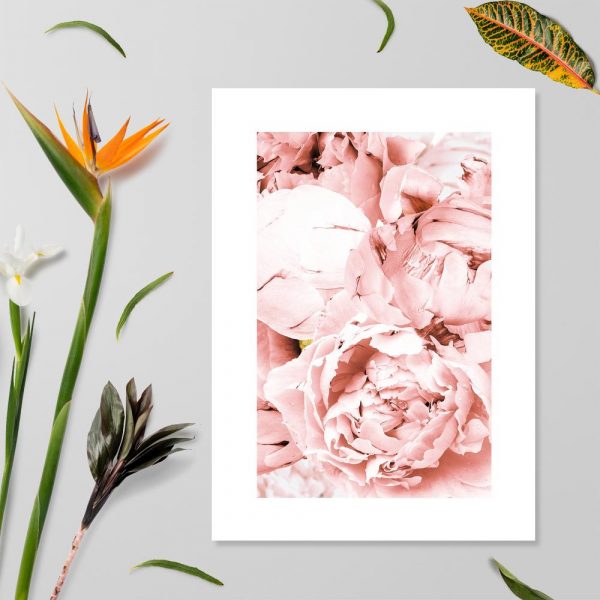 plakat z grafiką różowych peonii