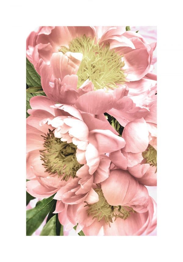 różowe wiosenne kwiatki